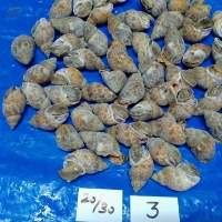 Kiefer Sea Foods