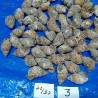 Kiefer Sea Foods