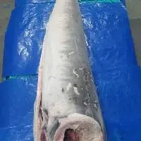 Frozen Sword Fish 