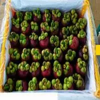 Viet Nam Fresh Mangosteen 