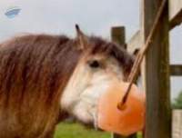 Animal Lick Salt