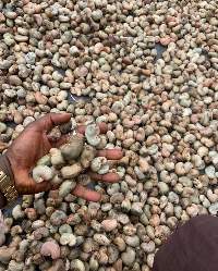 Raw Cashew Nut