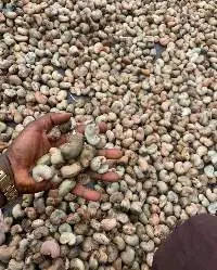 Raw Cashew Nut