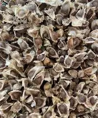Moringa Seeds