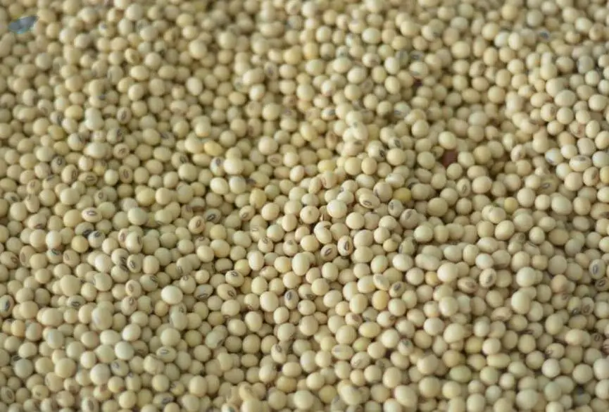 Soybeans