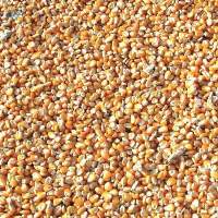 Yellow And White Maize