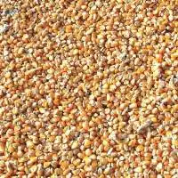 Yellow And White Maize