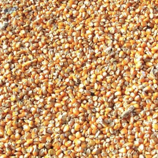 Yellow And White Maize