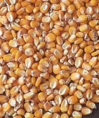 Yellow Corn