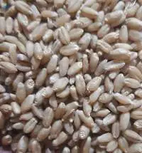 Wheat