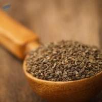 Ajwain Oil