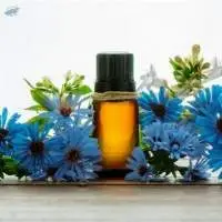 Chamomile Oil