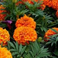 Tagetes Oil