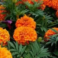 Tagetes Oil