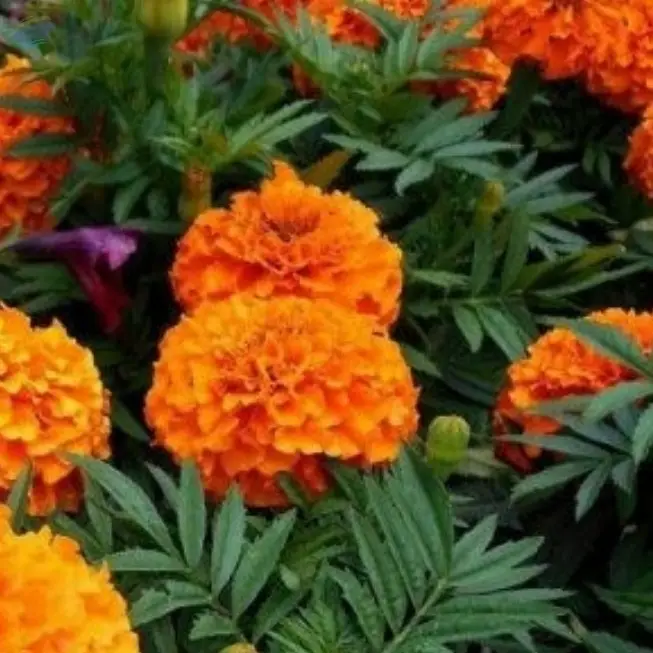 Tagetes Oil