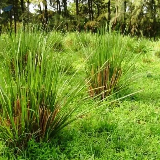 Vetiver Oil