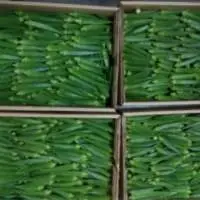Okra