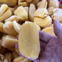 Fresh-Frozen Jackfruit/Ready to export