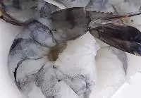Black Tiger Shrimp