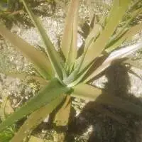 Aloe Vera