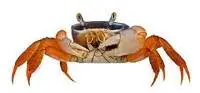 Crabs