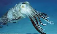 Cuttle Fish