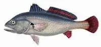 Croaker Fish