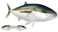 King Fish