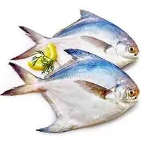 Pomfret Fish