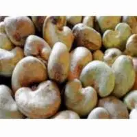 Raw Cashew Nuts In Shell
