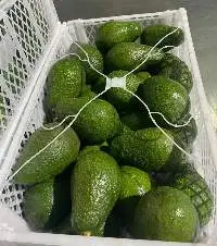 Fuerte Avocado