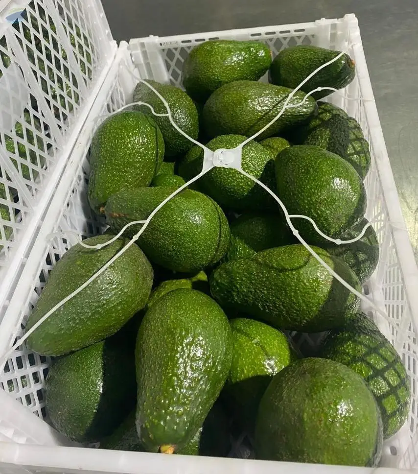 Fuerte Avocado