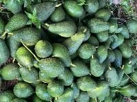 Fresh Pickerton Avocado 