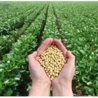 Soybeans