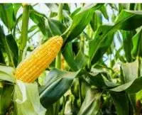 Maize/Corn