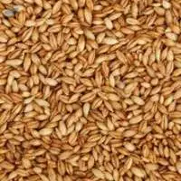 Barley
