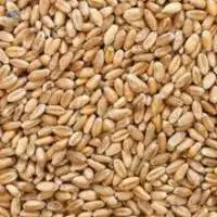 Wheat