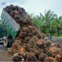 Palm oil