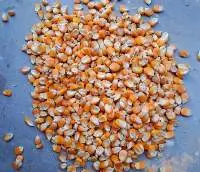 Maize