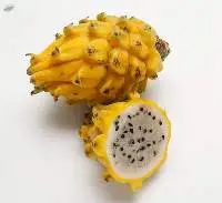 Yellow Dragon Fruit