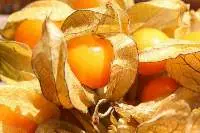 Golden Berry