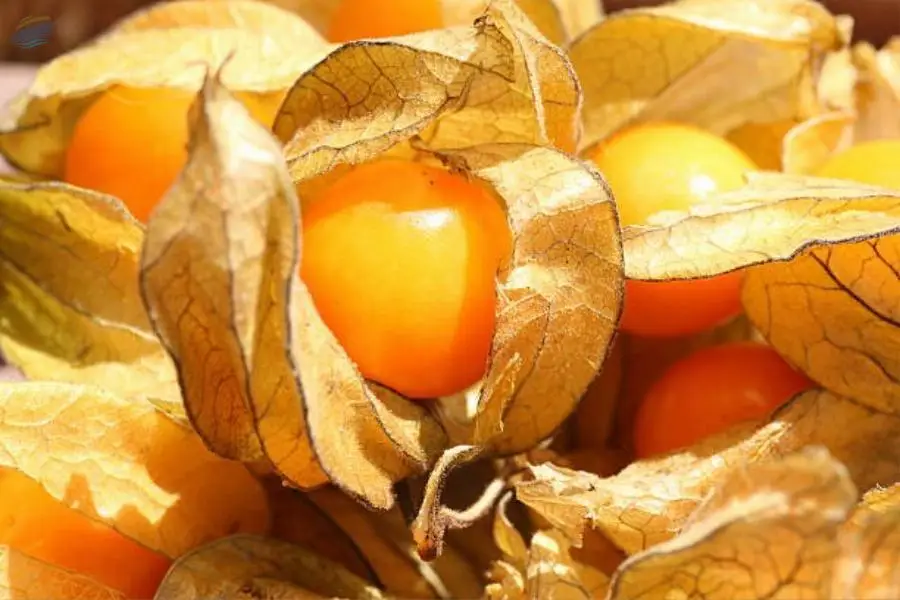Golden Berry