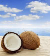 Coconut