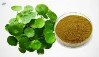 Centella Asiatica Extract