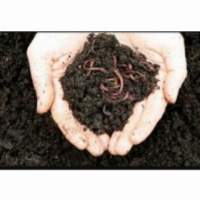 Vermicompost
