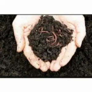 Vermicompost