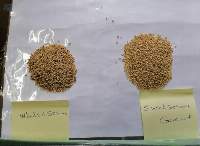 White Sesame Gadari Halawa - Sweet
