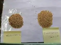 White Sesame Gadari Halawa - Sweet