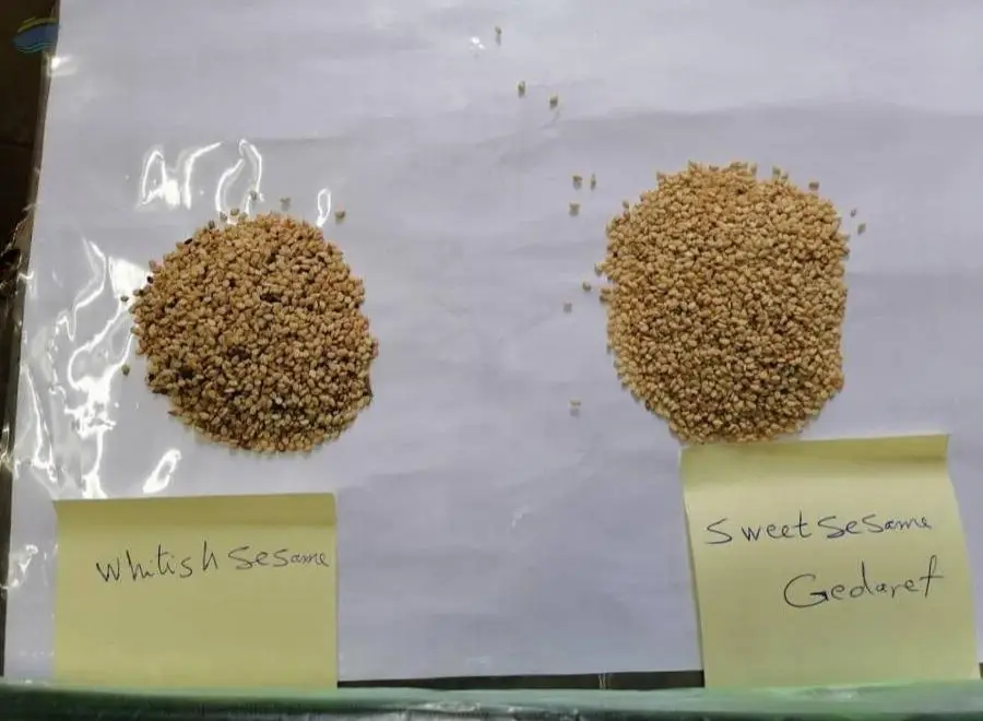 White Sesame Gadari Halawa - Sweet