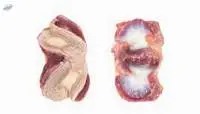 Frozen Chicken Gizzards